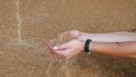 Россия ввела негласные ограничения на экспорт зерновых 